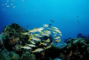 School Prints: Yellowtail Snapper (Ocyurus chrysurus) on the reef, Trinidad, Caribbean Sea