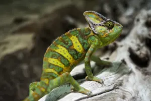 Scaled Reptile Prints: Yemen Chameleon or Veiled Chameleon -Chamaeleo calyptratus