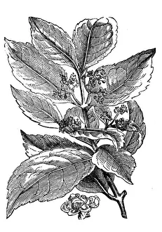 Holly Prints: Yerba mate (Ilex paraguariensis)