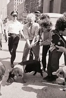 Yippies with Pig at Democratic Convention