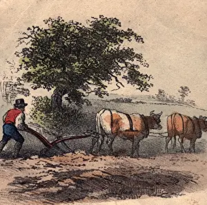 Yoke Of Oxen