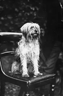 Lap Dog Prints: Yorkshire Terrier