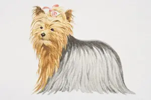 Lap Dog Prints: Yorkshire Terrier (canis familiaris) with pink bow in its hair, side view