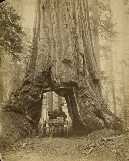 Grove Collection: Yosemite Sequoia
