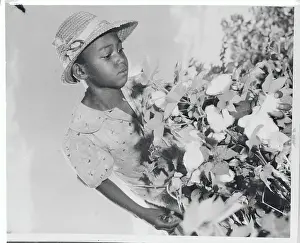 Young African American Cotton Picker with the Crop
