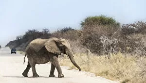 Images Dated 24th August 2012: Young African Bush Elephant -Loxodonta africana- walking across a road, Etosha National Park