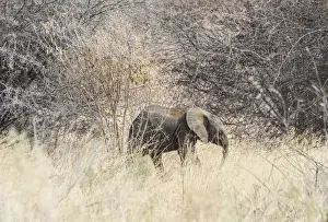 Young African Bush Elephant -Loxodonta africana- in the bush, Etosha National Park, Namibia