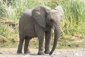 Reed Grass Family Prints: Young African Bush Elephant -Loxodonta africana- standing in front of reeds