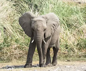 Reed Grass Family Prints: Young African Bush Elephant -Loxodonta africana- standing in front of reeds