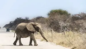 Young African Bush Elephant -Loxodonta africana- walking across a road, Etosha National Park, Namibia