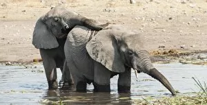 Two young African Bush Elephants -Loxodonta africana- playing in the water, Koinachas Waterhole, Etosha National Park