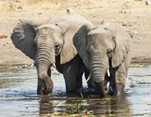 Taking A Bath Prints: Two young African Bush Elephants -Loxodonta africana- standing beside one another in the water while drinking