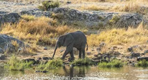 Young African Elephant -Loxodonta africana- drinking at the Nuamses waterhole, Etosha National Park, Namibia