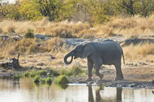 Images Dated 21st August 2012: Young African Elephant -Loxodonta africana- drinking at the Nuamses waterhole