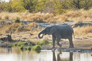 Elephantidae Prints: Young African Elephant -Loxodonta africana- drinking at the Nuamses waterhole