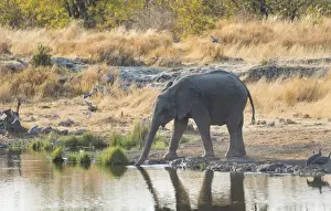 Elephantidae Prints: Young African Elephant -Loxodonta africana- drinking at the Nuamses waterhole
