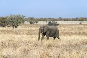 Young African Elephant -Loxodonta africana- moves through dry bushland, Etosha National Park, Namibia