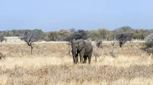 Young African Elephant -Loxodonta africana- moves through dry bushland, Etosha National Park, Namibia
