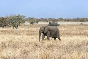 Elephant Calf Prints: Young African Elephant -Loxodonta africana- moves through dry bushland