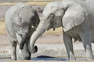 Images Dated 3rd June 2014: Two young African Elephants -Loxodonta africana-, covered in mud, drinking at Newbroni waterhole