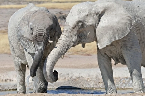 Images Dated 3rd June 2014: Two young African Elephants -Loxodonta africana-, covered in mud, drinking at Newbroni waterhole