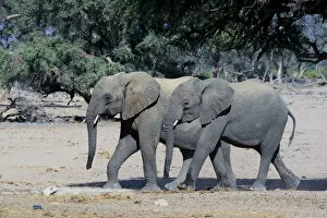 Young African elephants -Loxodonta africana-, desert elephants, Damaraland, Kunene Region, Namibia