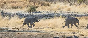 Elephantidae Gallery: Two young African Elephants -Loxodonta africana-, calves walking near the Nuamses waterhole