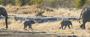 Images Dated 21st August 2012: Two young African Elephants -Loxodonta africana-, calves walking near the Nuamses waterhole