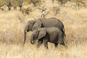 Two young African Elephants -Loxodonta africana- roaming the dry bushland, Etosha National Park, Namibia