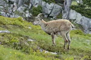 Images Dated 7th July 2013: Young Alpine Ibex -Capra ibex-, Bernese Oberland, Canton of Bern, Switzerland