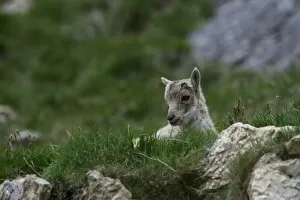 Images Dated 17th June 2013: Young Alpine Ibex -Capra ibex-, Graubuenden, Switzerland