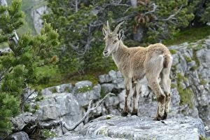 Images Dated 7th July 2013: Young Alpine Ibex -Capra ibex- standing on a rock slab, Bernese Oberland, Canton of Bern