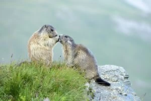 Images Dated 28th July 2013: Young Alpine Marmot -Marmota marmota- begging for food, Grossglockner, Hohe Tauern National Park