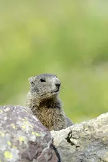 Young Alpine Marmot -Marmota marmota- looking over a rock, Grisons, Switzerland, Europe