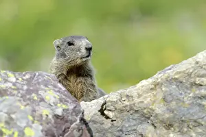 Marmot Prints: Young Alpine Marmot -Marmota marmota- looking over a rock, Grisons, Switzerland, Europe