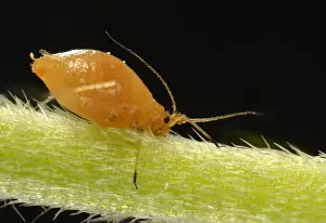 Young Aphid -Aphidoidea- on the flower stem of a Daisy -Bellis perennis-, pest, macro shot, Baden-Wurttemberg, Germany