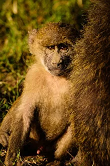 Images Dated 25th January 2010: Young Baboon