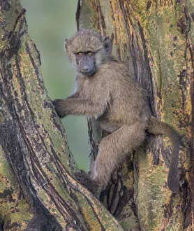 Images Dated 22nd April 2015: young baboon at sunset