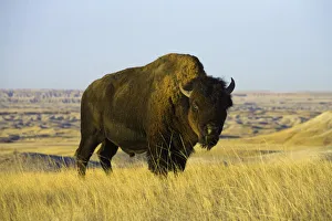 Images Dated 16th February 2006: Young bison bull standing in grass, autumn