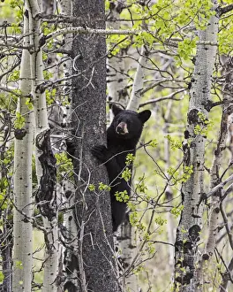Young black bear (Ursus americanus) in a tree, Waterton Lakes National Park