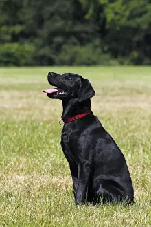 Black Color Prints: Young black Labrador Retriever dog