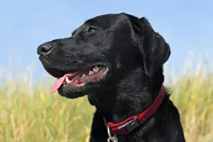 Lupus Prints: Young black Labrador Retriever dog (Canis lupus familiaris), portrait, male, domestic dog