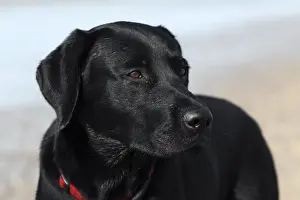 Black Color Prints: Young black Labrador Retriever dog (Canis lupus familiaris), portrait, male, domestic dog