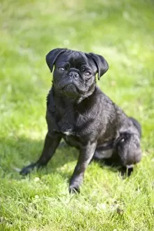 Images Dated 22nd April 2011: Young black male pug