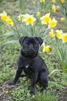 Young black pug sitting in front of daffodils