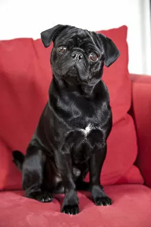 Images Dated 28th June 2012: Young black pug sitting on a red sofa