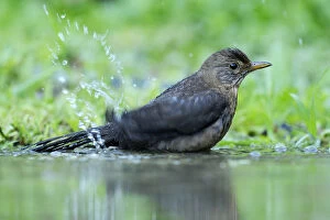 Young Blackbird -Turdus merula- bathing in a puddle, Rhodopes, Bulgaria
