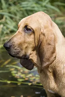 Pups Prints: Young bloodhound, St. Hubert hound or Sleuth Hound, female, portrait