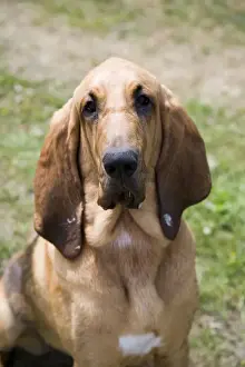 Young bloodhound, St. Hubert hound or Sleuth Hound, female, portrait
