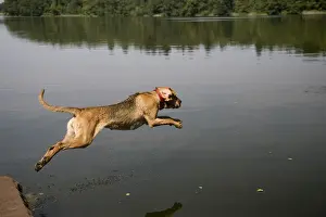 Jump Prints: Young bloodhound, St. Hubert hound or Sleuth Hound, female dog jumps into the water